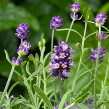 English Lavender Seeds Lavandula angustifolia – Fragrant Perennial Garden Plant Seeds for Planting