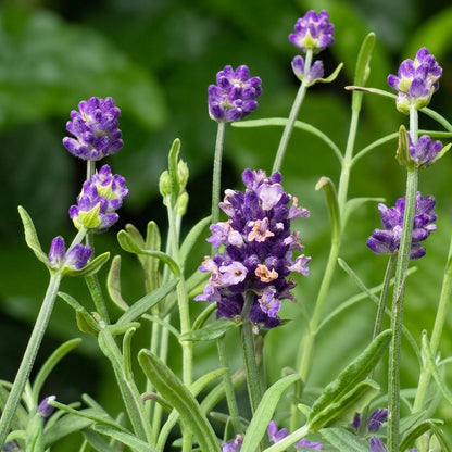 English Lavender Seeds Lavandula angustifolia – Fragrant Perennial Garden Plant Seeds for Planting