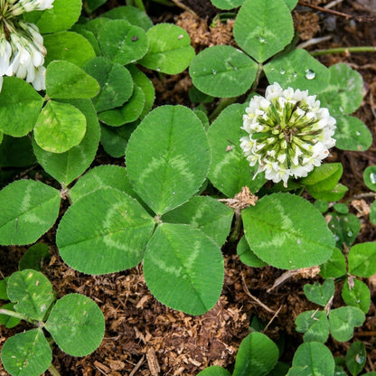 White Dutch Clover Seeds Trifolium repens – Lawn Alternative Ground Cover Garden Seeds for Planting