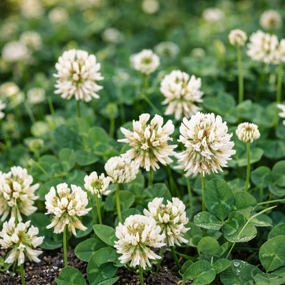 White Dutch Clover Seeds Trifolium repens – Lawn Alternative Ground Cover Garden Seeds for Planting
