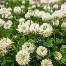 White Dutch Clover Seeds Trifolium repens – Lawn Alternative Ground Cover Garden Seeds for Planting