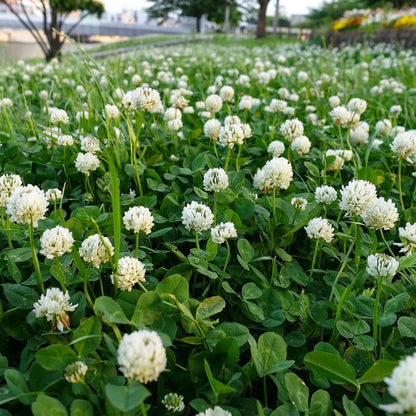 White Dutch Clover Seeds Trifolium repens – Lawn Alternative Ground Cover Garden Seeds for Planting
