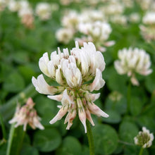 White Dutch Clover Seeds Trifolium repens – Lawn Alternative Ground Cover Garden Seeds for Planting