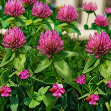 Red Clover Seeds Trifolium pratense – Cover Crop Pollinator Garden Flower Seeds for Planting
