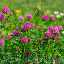 Red Clover Seeds Trifolium pratense – Cover Crop Pollinator Garden Flower Seeds for Planting