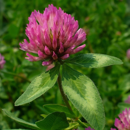 Red Clover Seeds Trifolium pratense – Cover Crop Pollinator Garden Flower Seeds for Planting