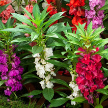 Balsam Seeds Impatiens balsamina – Compact Annual Flower Seeds for Garden Planting