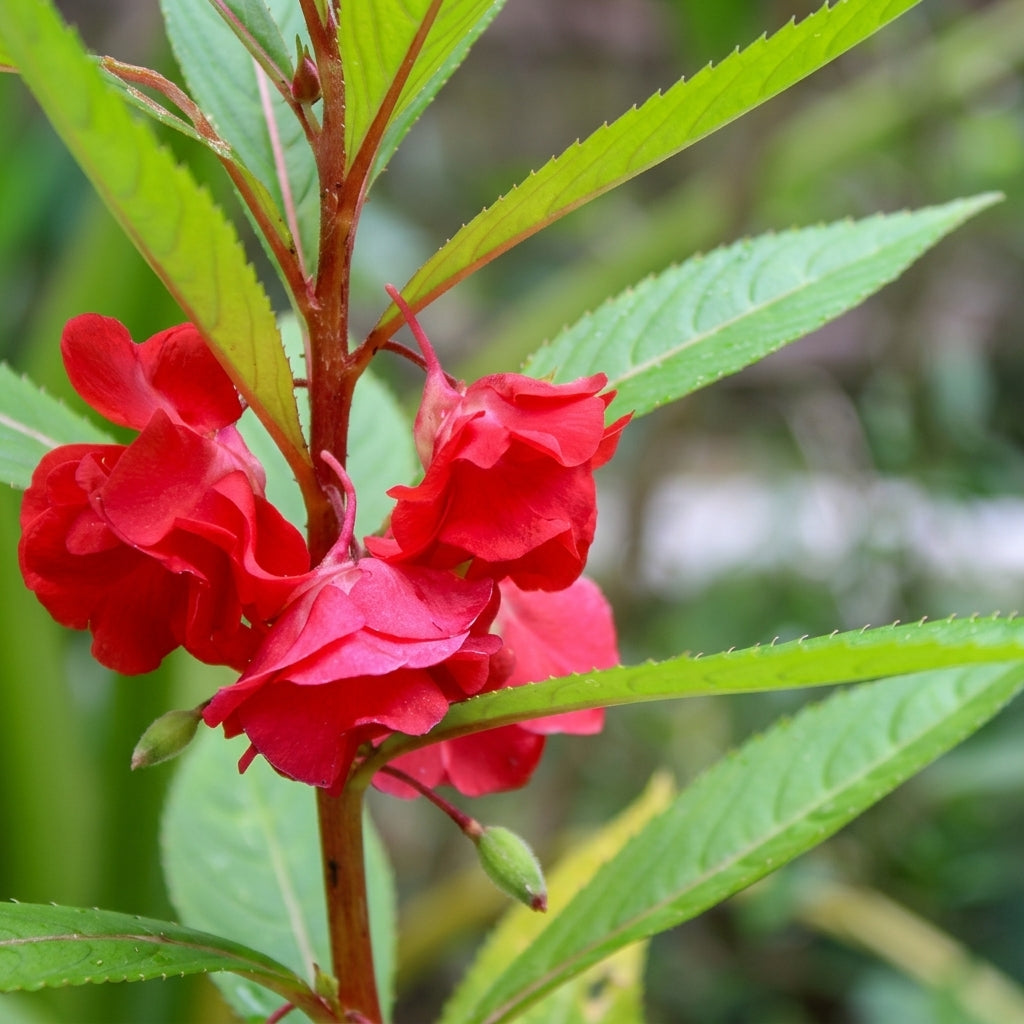 Balsam Seeds Impatiens balsamina – Compact Annual Flower Seeds for Garden Planting