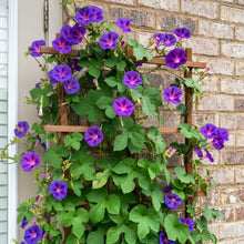 Morning Glory Seeds Ipomoea purpurea – Climbing Vine Annual Flower Seeds for Planting