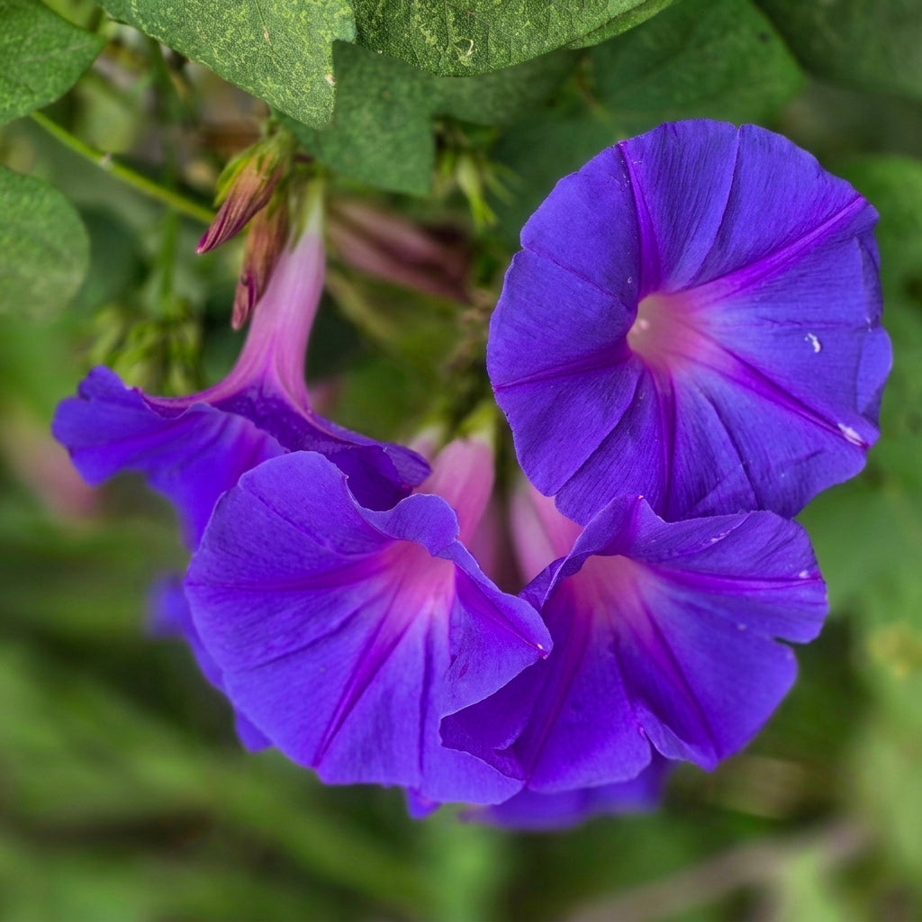 Morning Glory Seeds Ipomoea purpurea – Climbing Vine Annual Flower Seeds for Planting