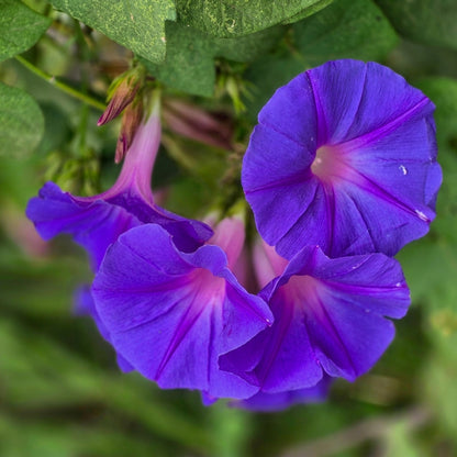 Morning Glory Seeds Ipomoea purpurea – Climbing Vine Annual Flower Seeds for Planting