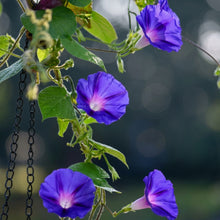 Morning Glory Seeds Ipomoea purpurea – Climbing Vine Annual Flower Seeds for Planting