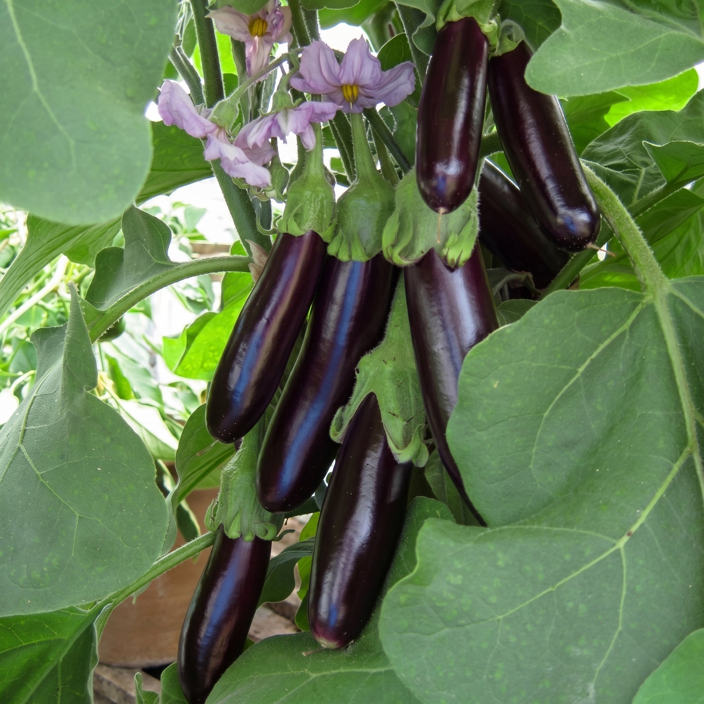 Organic Long Purple Eggplant Seeds – Heirloom Non-GMO Asian Italian Brinjal (Solanum melongena)