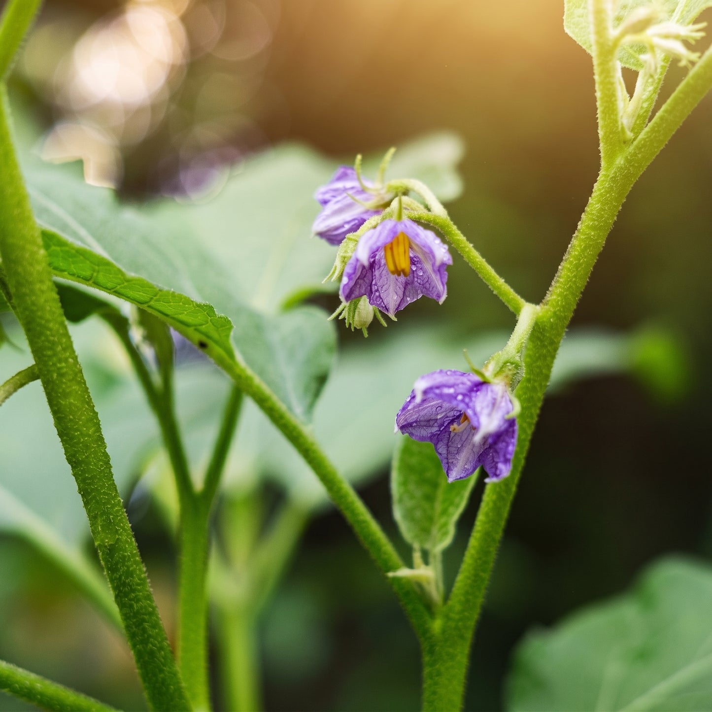 Organic Long Purple Eggplant Seeds – Heirloom Non-GMO Asian Italian Brinjal (Solanum melongena)