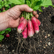 Organic French Breakfast Radish Seeds – Heirloom Non-GMO Vegetable Seeds (Raphanus sativus)