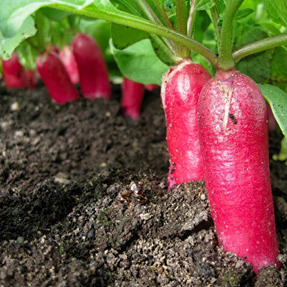 Organic French Breakfast Radish Seeds – Heirloom Non-GMO Vegetable Seeds (Raphanus sativus)