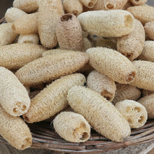 Organic Luffa Seeds – Heirloom Non-GMO Loofah Sponge Gourd (Luffa aegyptiaca)