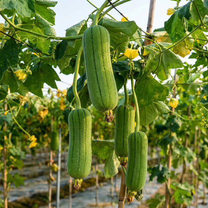 Organic Luffa Seeds – Heirloom Non-GMO Loofah Sponge Gourd (Luffa aegyptiaca)