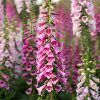 Foxglove Mixed Color Tall Spire Flower Seeds - Bulk Pack for Garden Borders and Landscaping
