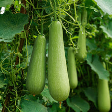 Long Bottle Gourd Seeds | Opo Squash, Dudi, Calabash & Long Melon | Lagenaria siceraria | Heirloom Edible Vegetable Seeds for Home Garden, Raised Beds & Containers