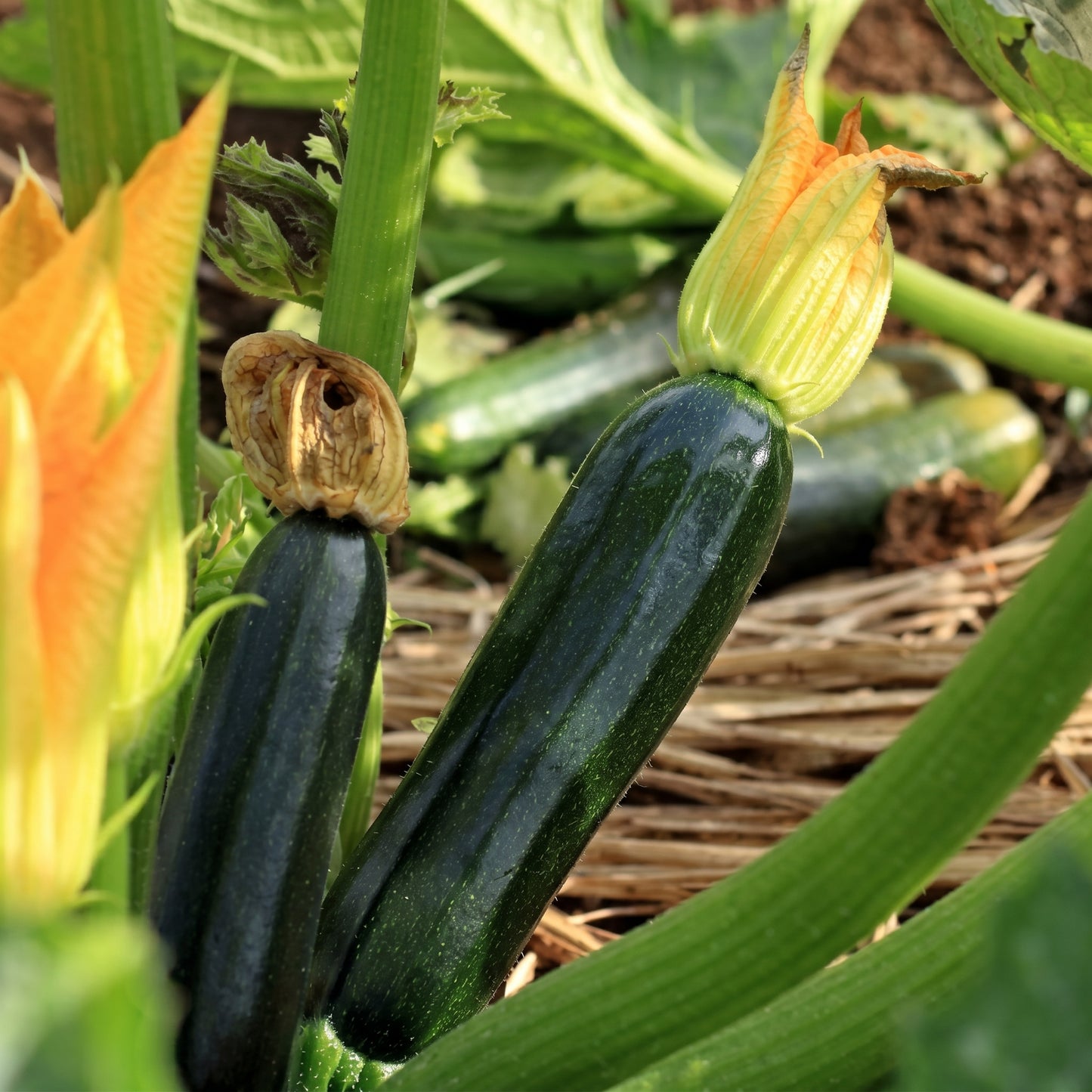 Black Beauty Zucchini Seeds Heirloom Dark Green Summer Squash Courgette Vegetable Seeds Cucurbita pepo