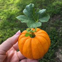 Pumpkin Seeds Mix – Heirloom Non-GMO Edible and Decorative Pumpkin Seeds for Home Garden | Mixed Variety Open-Pollinated Pumpkin Seeds for Raised Beds, Garden Plots and Containers