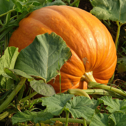 Pumpkin Seeds Mix – Heirloom Non-GMO Edible and Decorative Pumpkin Seeds for Home Garden | Mixed Variety Open-Pollinated Pumpkin Seeds for Raised Beds, Garden Plots and Containers