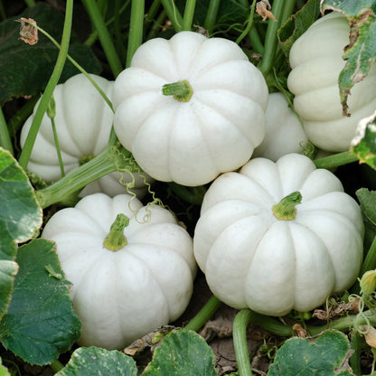 Pumpkin Seeds Mix – Heirloom Non-GMO Edible and Decorative Pumpkin Seeds for Home Garden | Mixed Variety Open-Pollinated Pumpkin Seeds for Raised Beds, Garden Plots and Containers