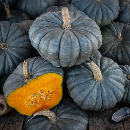 Pumpkin Seeds Mix – Heirloom Non-GMO Edible and Decorative Pumpkin Seeds for Home Garden | Mixed Variety Open-Pollinated Pumpkin Seeds for Raised Beds, Garden Plots and Containers