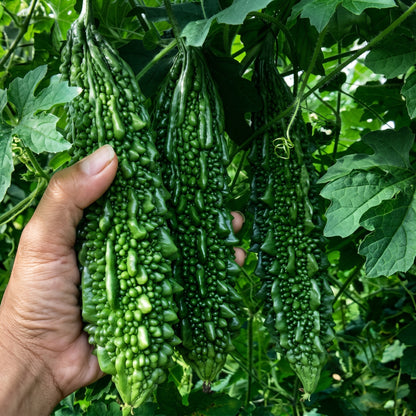 Green Skin Long Bitter Gourd Seeds Bitter Melon Asian Vegetable Seeds Momordica charantia
