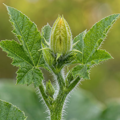 Fuzzy Hair Melon Seeds Hairy Squash Mo Gwa Chi Qua Wax Gourd Asian Vegetable Seeds Benincasa hispida