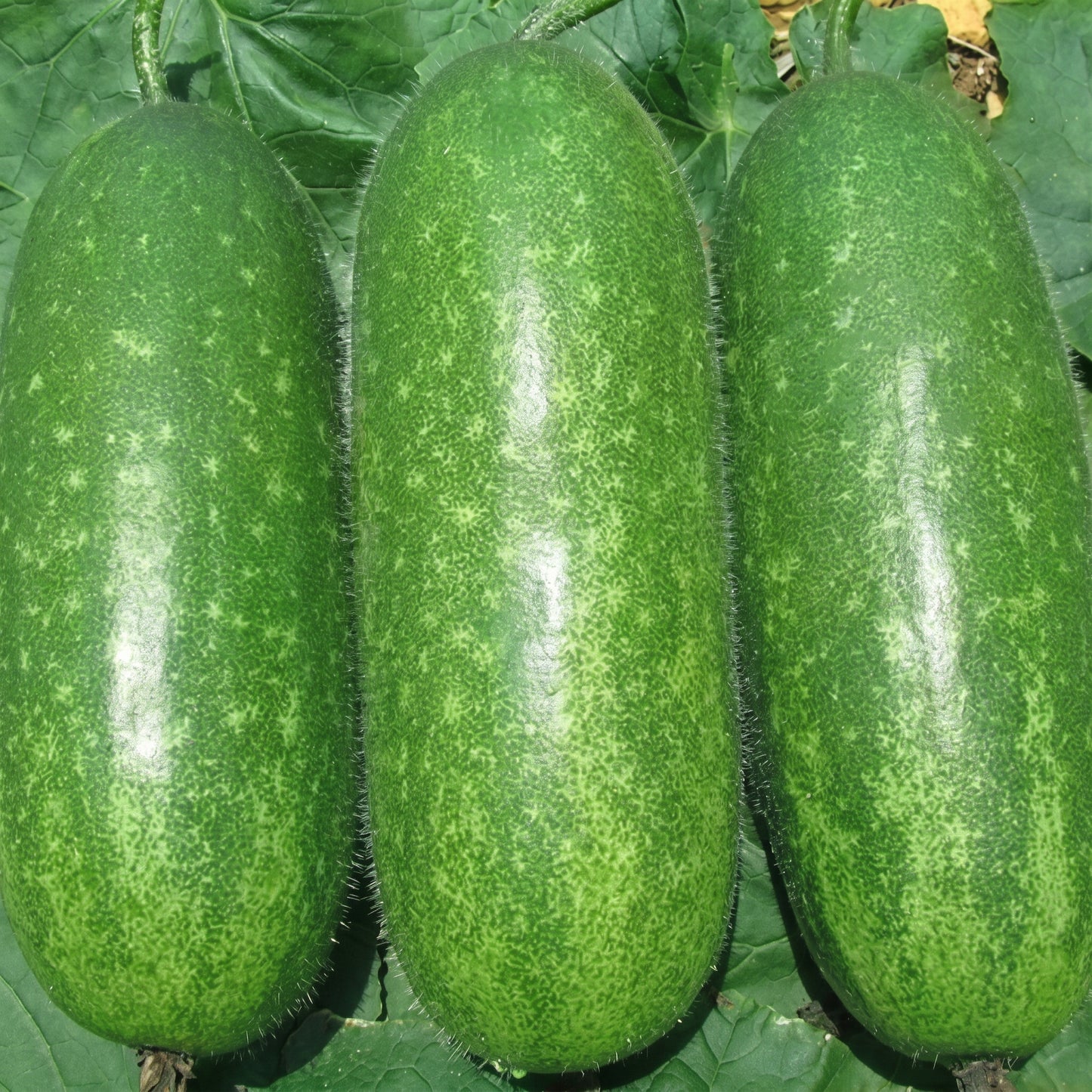 Fuzzy Hair Melon Seeds Hairy Squash Mo Gwa Chi Qua Wax Gourd Asian Vegetable Seeds Benincasa hispida
