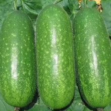 Fuzzy Hair Melon Seeds Hairy Squash Mo Gwa Chi Qua Wax Gourd Asian Vegetable Seeds Benincasa hispida