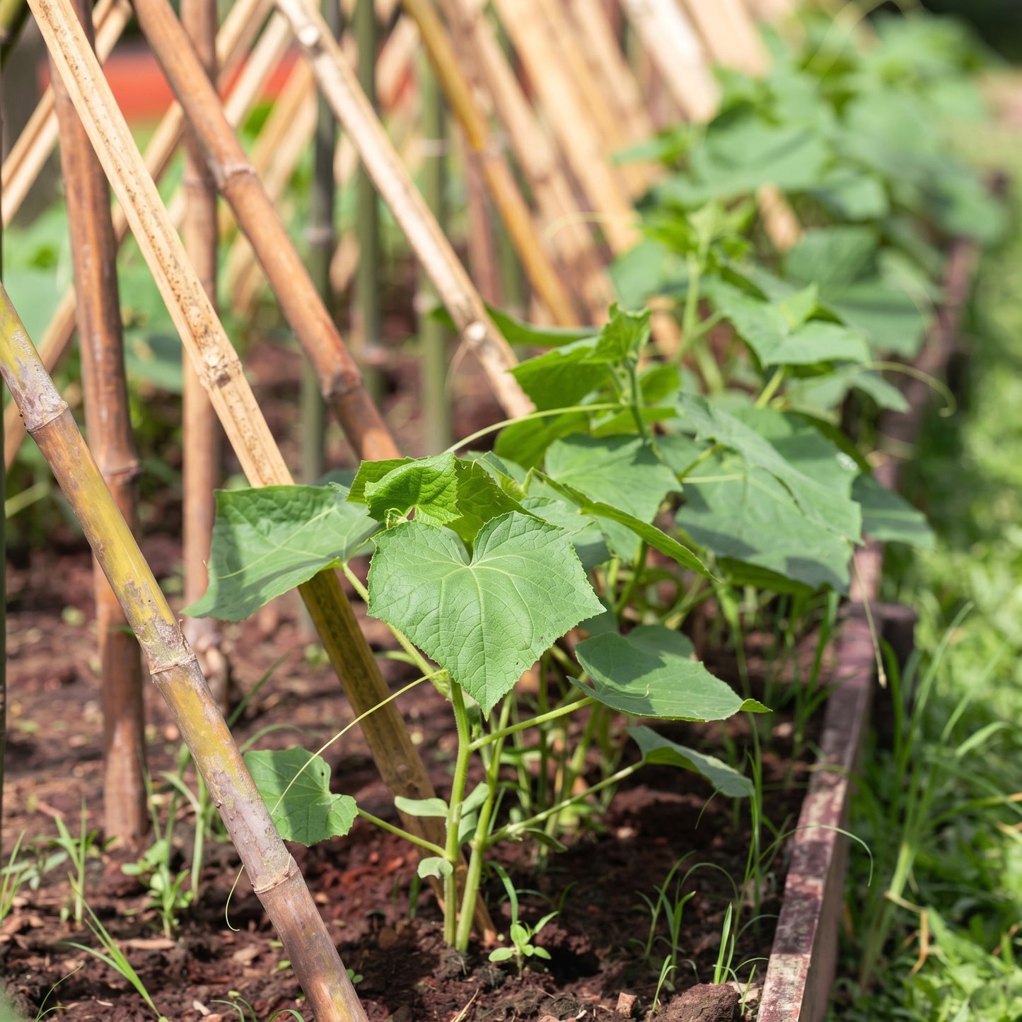 Fuzzy Hair Melon Seeds Hairy Squash Mo Gwa Chi Qua Wax Gourd Asian Vegetable Seeds Benincasa hispida