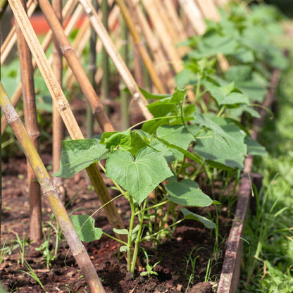 Fuzzy Hair Melon Seeds Hairy Squash Mo Gwa Chi Qua Wax Gourd Asian Vegetable Seeds Benincasa hispida