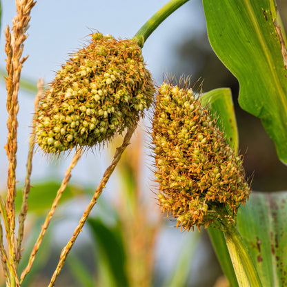 Jowar Sorghum Seeds Open Pollinated Sorghum bicolor Grain Seeds
