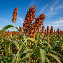 Jowar Sorghum Seeds Open Pollinated Sorghum bicolor Grain Seeds