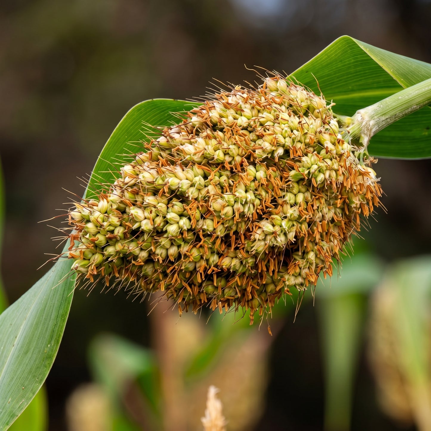 Jowar Sorghum Seeds Open Pollinated Sorghum bicolor Grain Seeds
