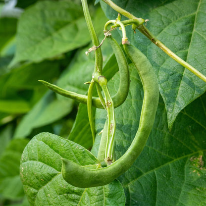 Contender Bush Green Bean Seeds Heirloom Stringless French Bean Seeds Phaseolus vulgaris
