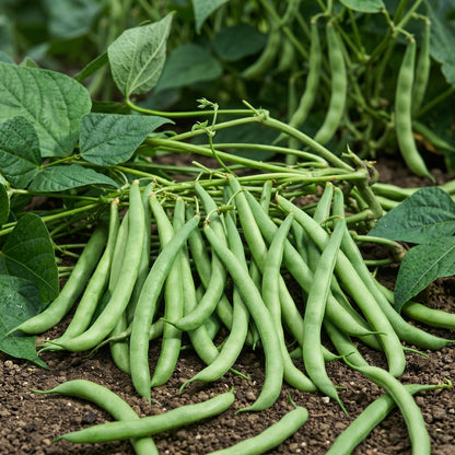 Contender Bush Green Bean Seeds Heirloom Stringless French Bean Seeds Phaseolus vulgaris