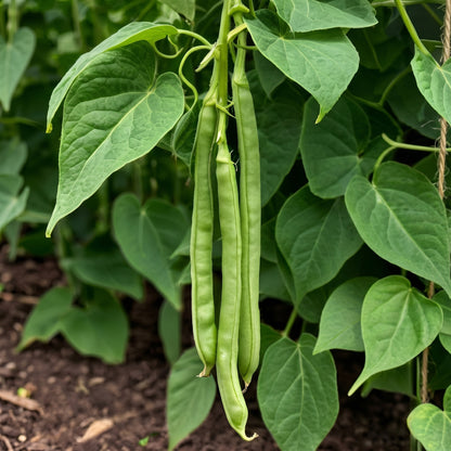 Contender Bush Green Bean Seeds Heirloom Stringless French Bean Seeds Phaseolus vulgaris