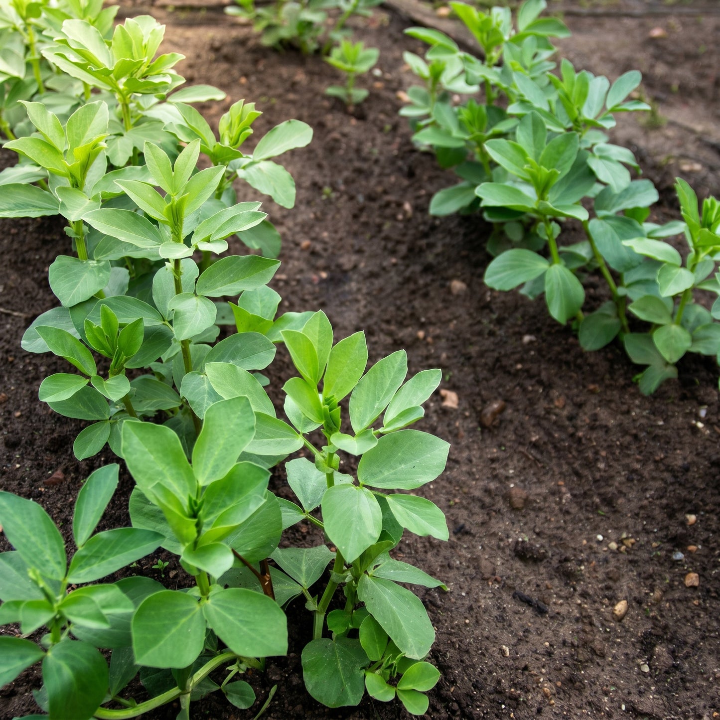 Broad Windsor Fava Bean Seeds Heirloom Broad Bean Seeds Vicia faba