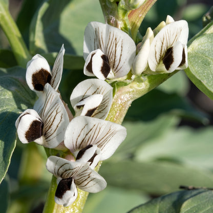 Broad Windsor Fava Bean Seeds Heirloom Broad Bean Seeds Vicia faba