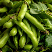 Broad Windsor Fava Bean Seeds Heirloom Broad Bean Seeds Vicia faba