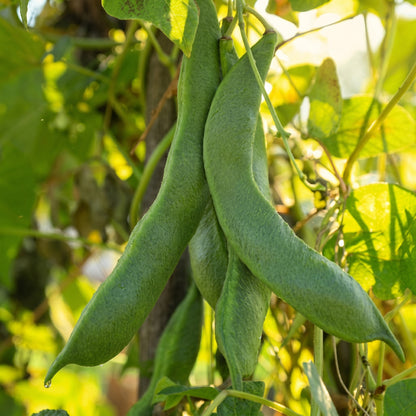 Broad Windsor Fava Bean Seeds Heirloom Broad Bean Seeds Vicia faba