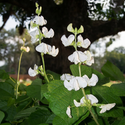 Hyacinth Bean Vine Seeds White Climbing Hyacinth Bean Seeds Dolichos lablab