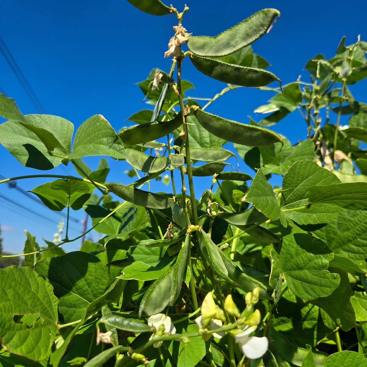 Hyacinth Bean Vine Seeds White Climbing Hyacinth Bean Seeds Dolichos lablab