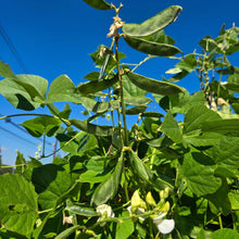 Hyacinth Bean Vine Seeds White Climbing Hyacinth Bean Seeds Dolichos lablab