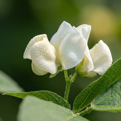 Hyacinth Bean Vine Seeds White Climbing Hyacinth Bean Seeds Dolichos lablab