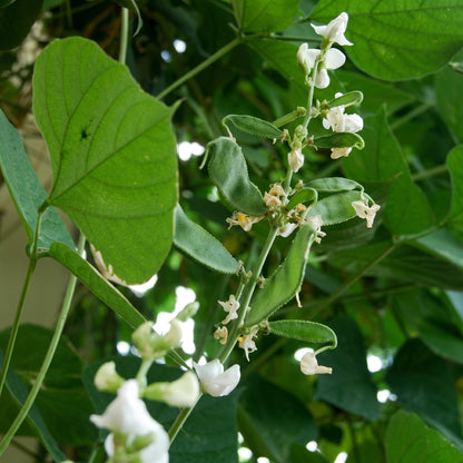 Hyacinth Bean Vine Seeds White Climbing Hyacinth Bean Seeds Dolichos lablab